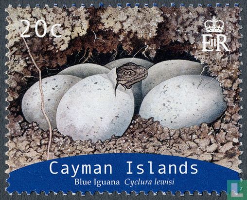 Grand Cayman-leguaan met kransstaart