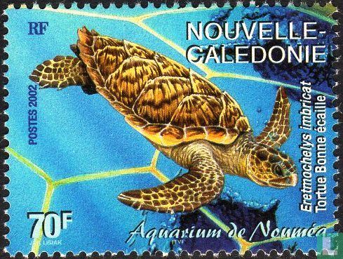 Sea turtle