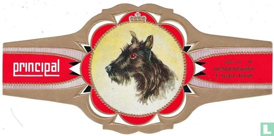 Scotse Terrier - Image 1