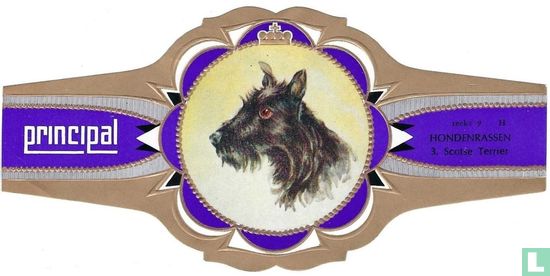 Scotse Terrier - Bild 1
