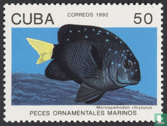 Ornamental marine fish