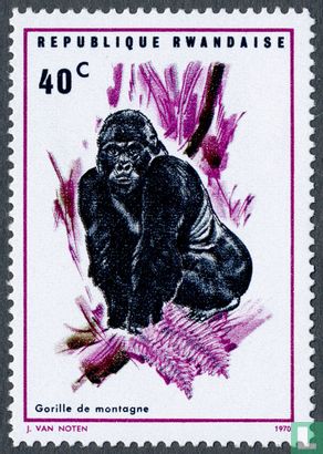 Mountain gorillas  
