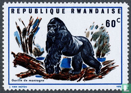 Mountain gorillas  
