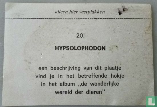Hypsolophodon - Image 2