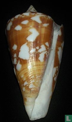 Conus amadis - Afbeelding 2