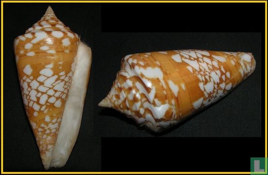 Conus amadis - Afbeelding 1