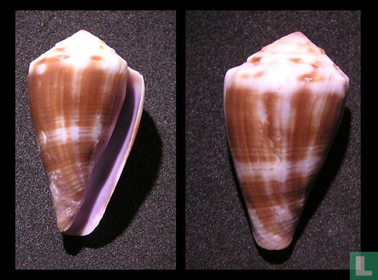 Conus balteatus pigmentatus