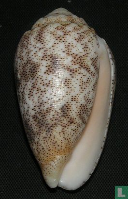 Conus arenatus