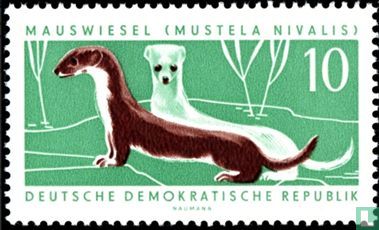 Least weasel - Image 1