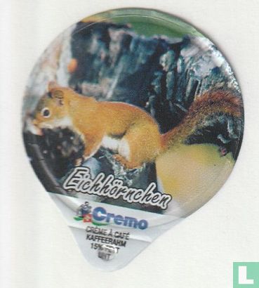Eichhörnchen 09