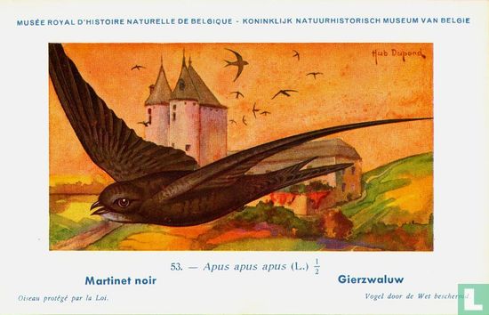 Gierzwaluw / Martinet noir - Afbeelding 1