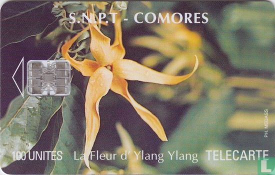La Fleur d' Ylang Ylang - Bild 1