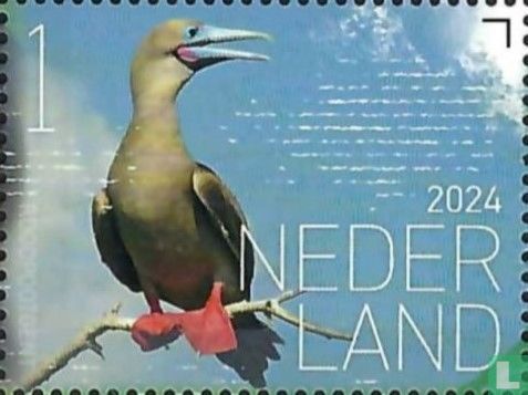 Red-legged booby