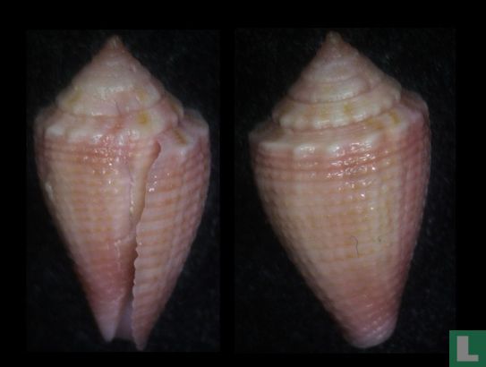 Conus axelrodi 