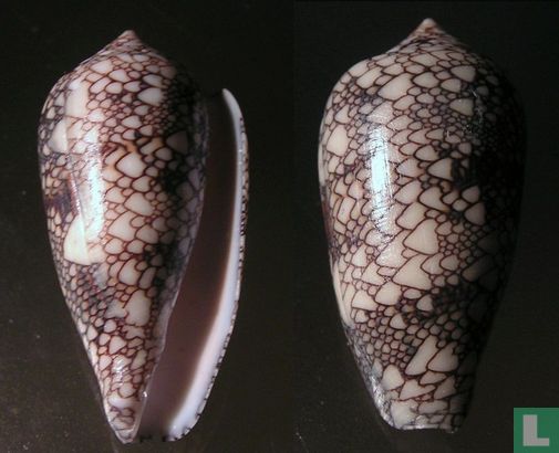 Conus canonicus