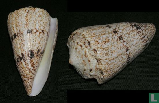 Conus araneosus