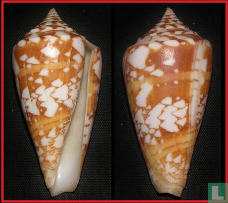 Conus amadis castaneofasciatus