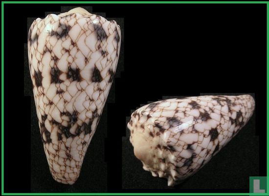 Conus araneosus nicobaricus