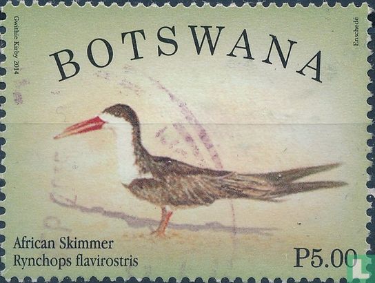 Oiseaux spectaculaires du Botswana