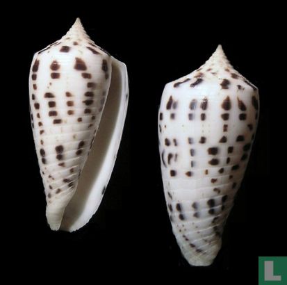 Conus blanfordianus