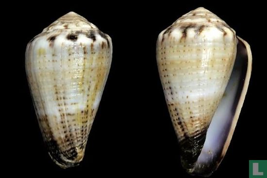 Conus biliosus meyeri