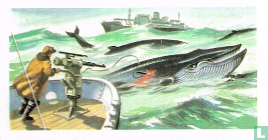 Whale-killers - Image 1
