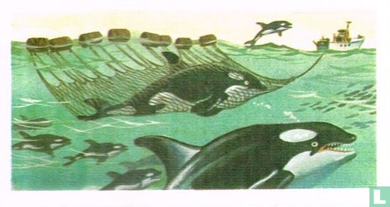 Killer Whale - Image 1
