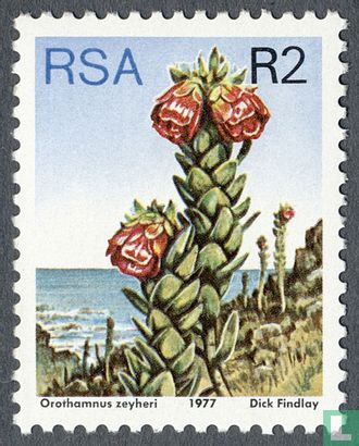 Protea