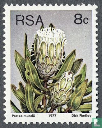 Protea