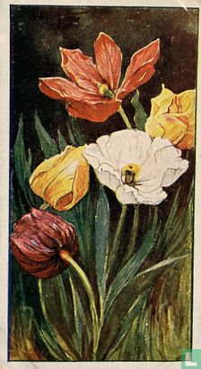 Tulpen - Afbeelding 1