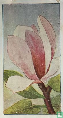 Magnolia