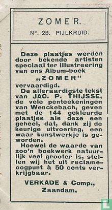 Pijlkruid - Image 2
