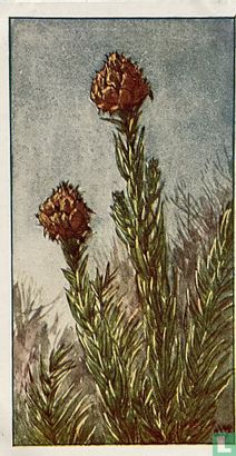 Cryptomeria - Bild 1
