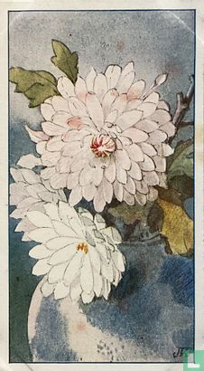 Chrysanthemum - Bild 1