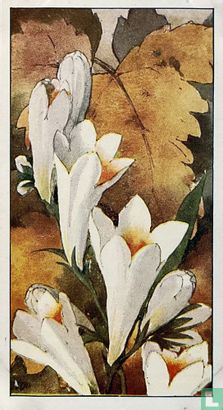 Freesia - Bild 1