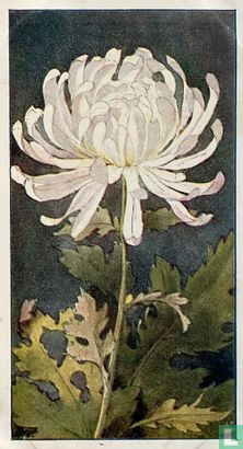 Chrysanthemum - Bild 1