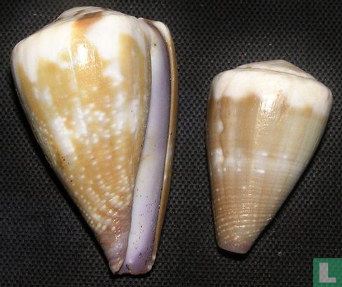 Conus rattus - Schelp - LastDodo