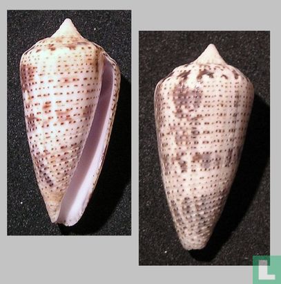 Conasprella tornata
