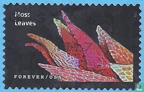 Moss leaves