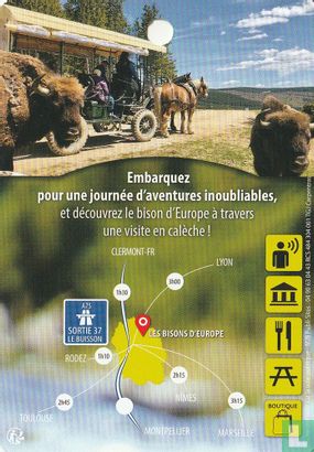 Bisons d'Europe - Image 2