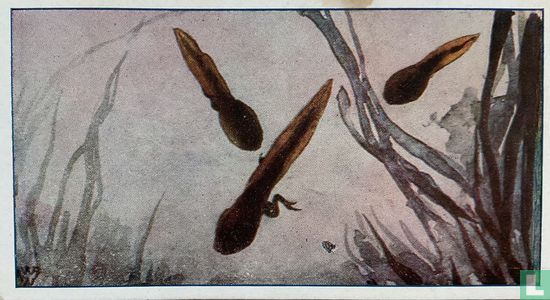 Kikkerlarve - Image 1
