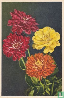 Zinnias - Image 1