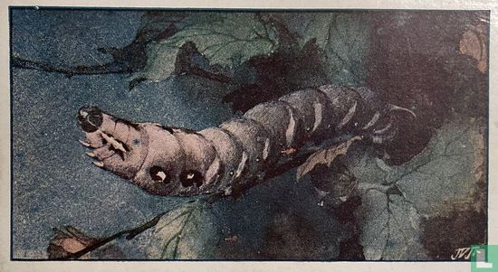 Olifantsrups