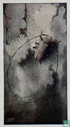 Denneboktor