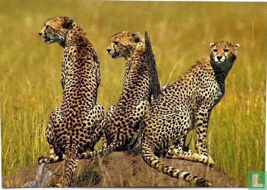 Three cheetahs - Image 1