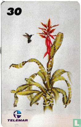 Ilustracoes Botanicas - Image 1