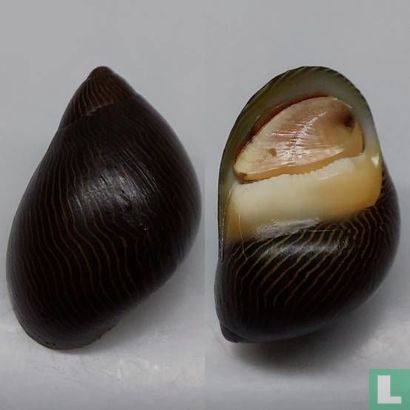 Vittina cumingiana