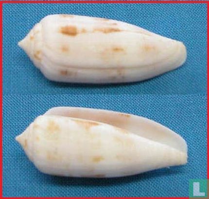 Conus artoptus