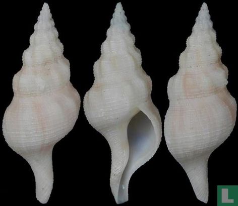 Chryseofusus artutus