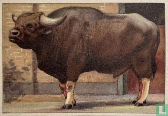Gayal (stier)